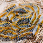 En qu&eacute; se Convierte la Procesionaria: Transformaci&oacute;n y Ciclo de Vida