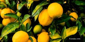 <center>Todoagrario: Especialistas en agricultura</center>