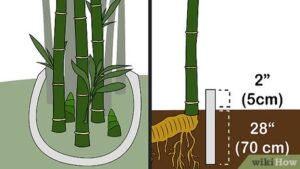 <center>Todoagrario: Especialistas en agricultura</center>