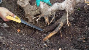 <center>Todoagrario: Especialistas en agricultura</center>