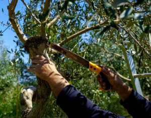 <center>Todoagrario: Especialistas en agricultura</center>