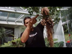 <center>Todoagrario: Especialistas en agricultura</center>