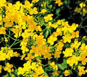 <center>Todoagrario: Especialistas en agricultura</center>