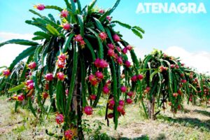 <center>Todoagrario: Especialistas en agricultura</center>