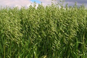 <center>Todoagrario: Especialistas en agricultura</center>