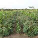 D&oacute;nde se Cultiva la Yuca en Espa&ntilde;a: Descubre sus Principales Zonas de Cultivo