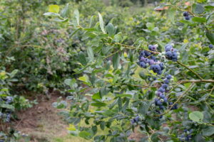 <center>Todoagrario: Especialistas en agricultura</center>