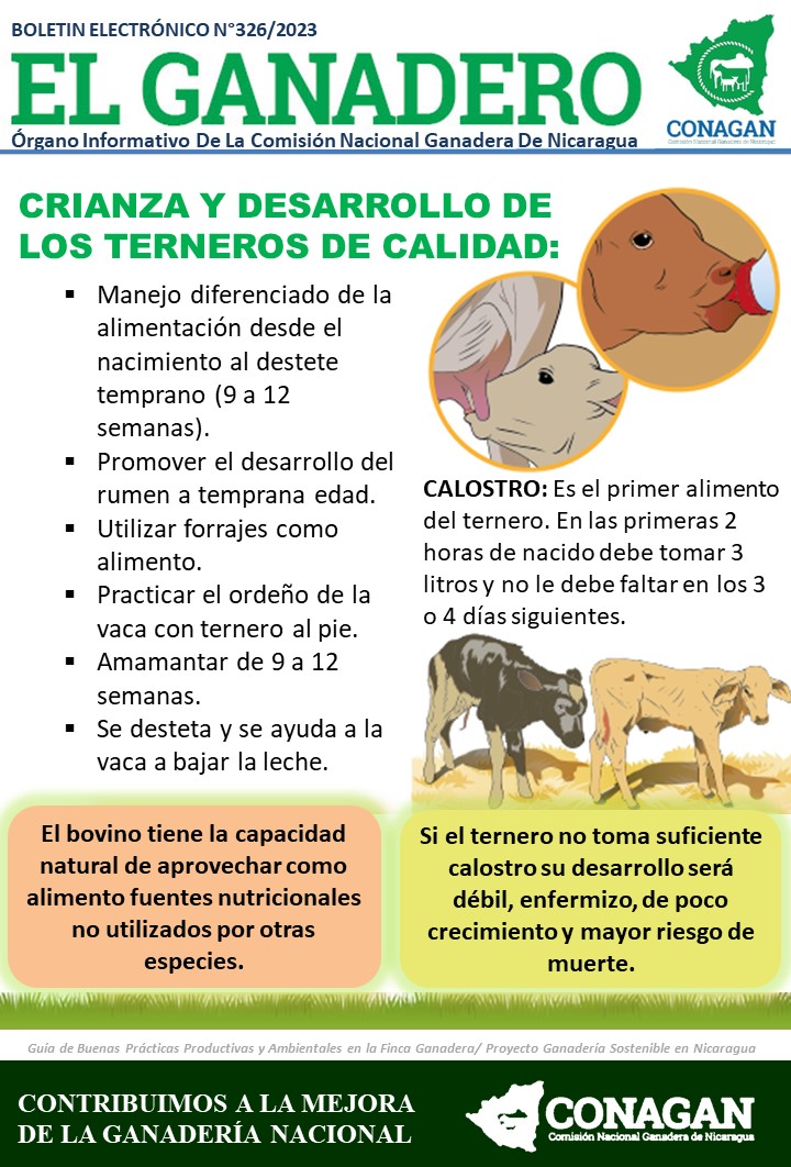 Cuánto pagan las integradoras de terneros: una guía informativa