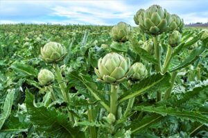 <center>Todoagrario: Especialistas en agricultura</center>
