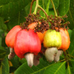 D&oacute;nde se Cultiva la Yuca en Espa&ntilde;a: Descubre sus Principales Zonas de Cultivo