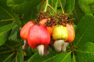 <center>Todoagrario: Especialistas en agricultura</center>