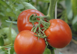 <center>Todoagrario: Especialistas en agricultura</center>