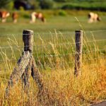 Que &aacute;rboles est&aacute;n prohibidos talar en Galicia