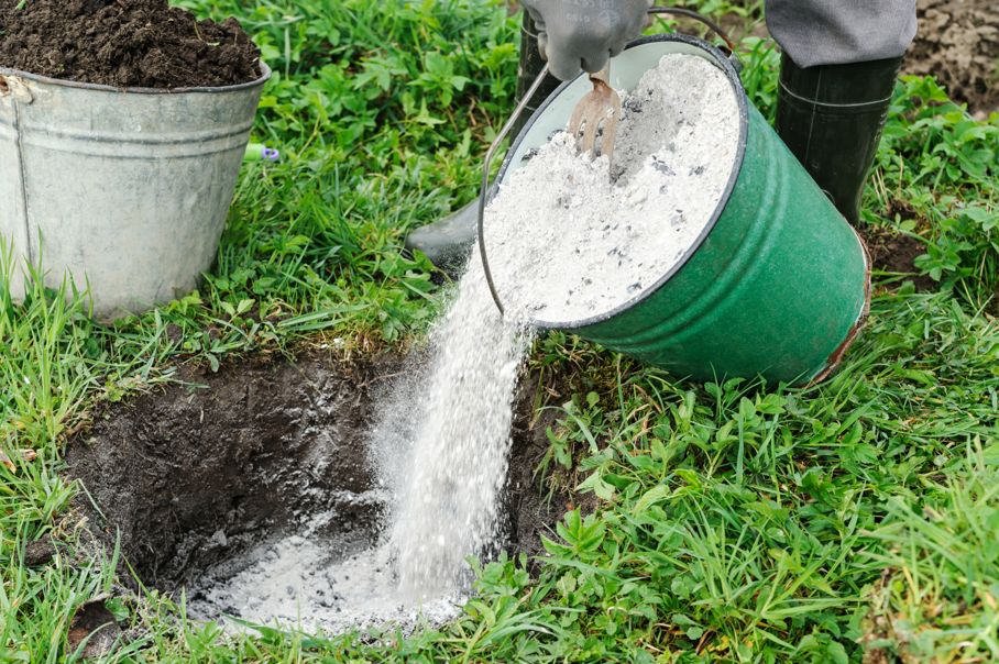 Beneficios de la ceniza para los olivos: ¿Es realmente buena para su cultivo?