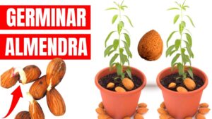 <center>Todoagrario: Especialistas en agricultura</center>