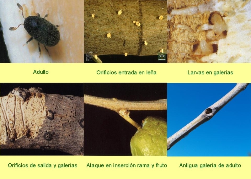 Cómo curar la leña contra el barrenillo: métodos efectivos y consejos prácticos