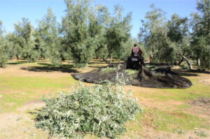 <center>Todoagrario: Especialistas en agricultura</center>