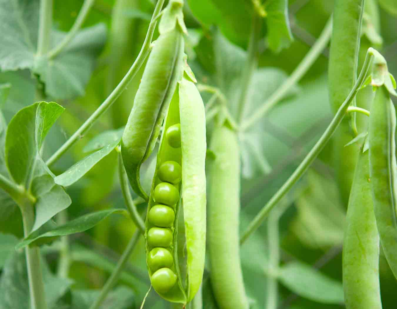 Cultivo de Guisantes para Pienso: Todo lo que Debes Saber