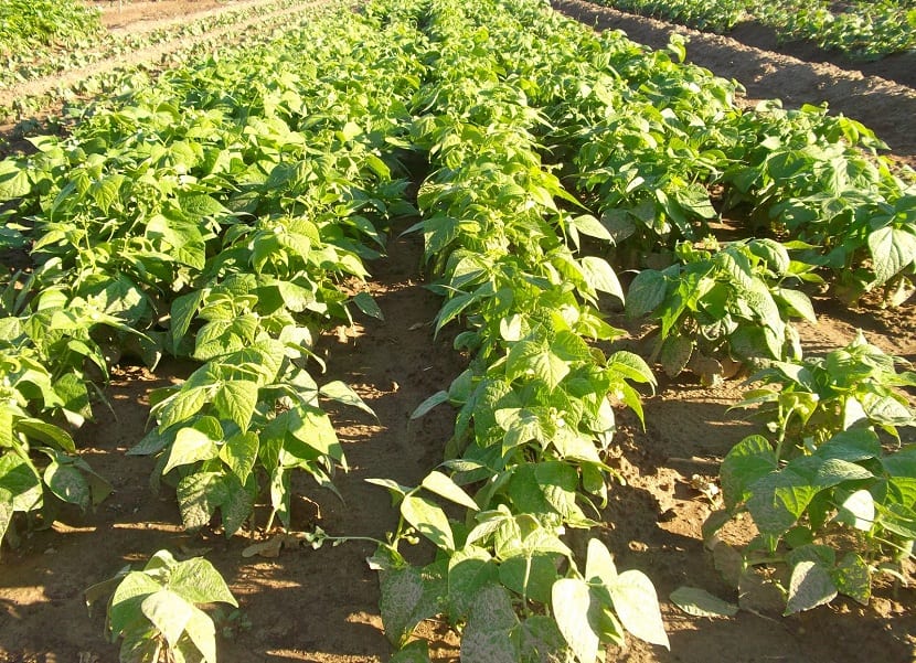 Cultivo de jud&iacute;as verdes al aire libre: consejos pr&aacute;cticos para una cosecha exitosa