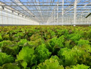 <center>Todoagrario: Especialistas en agricultura</center>