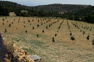 <center>Todoagrario: Especialistas en agricultura</center>