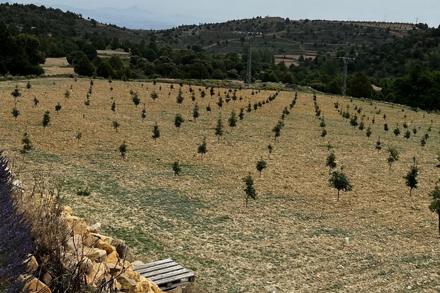 Cultivo de la Trufa: Secretos para una Producci&oacute;n Exitosa