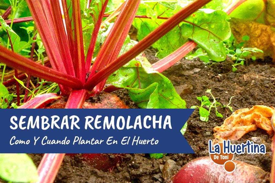 Densidad de siembra de la remolacha: claves para un cultivo exitoso