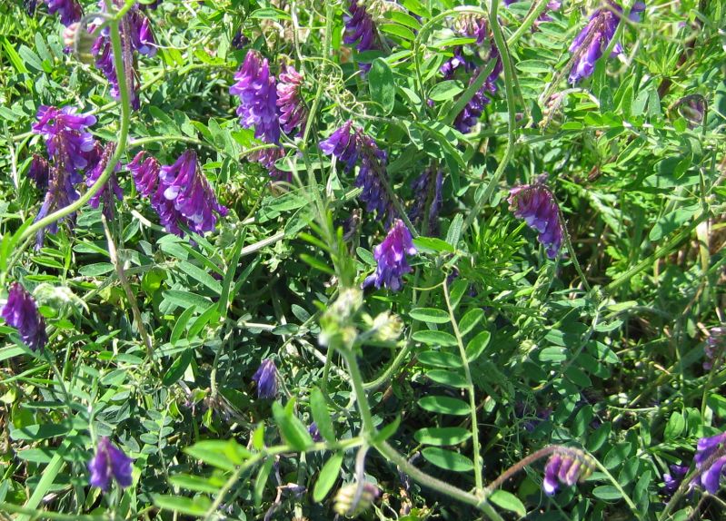 Diferencia entre vicia sativa y villosa: conócelas a fondo
