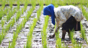 <center>Todoagrario: Especialistas en agricultura</center>