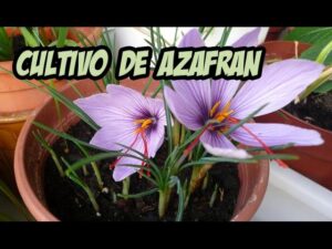 <center>Todoagrario: Especialistas en agricultura</center>