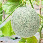 El Cultivo del Cilantro: Consejos y Cuidados para una Buena Producci&oacute;n