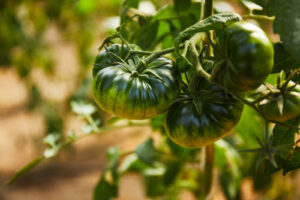 <center>Todoagrario: Especialistas en agricultura</center>