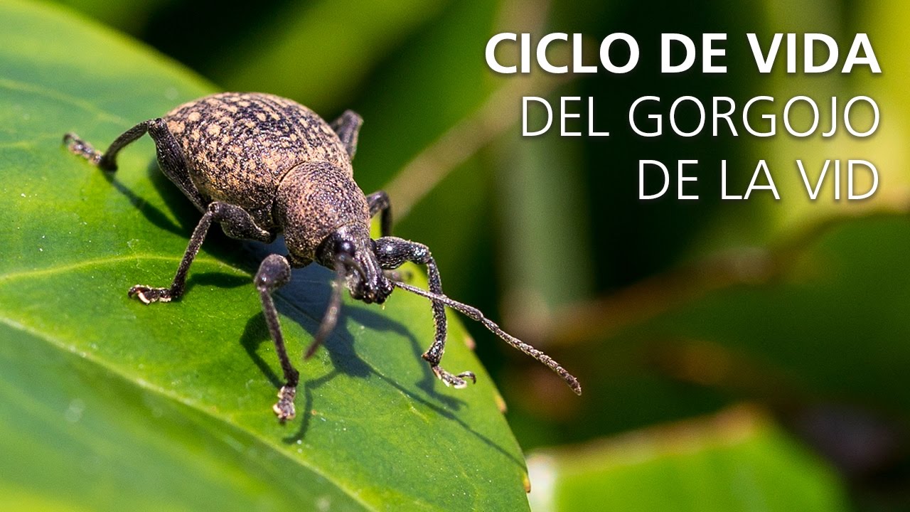 El escarabajo gorgojo de la vid: una plaga que afecta a los cultivos