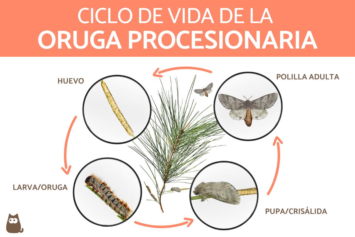 En qu&eacute; se Convierte la Procesionaria: Transformaci&oacute;n y Ciclo de Vida