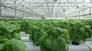 <center>Todoagrario: Especialistas en agricultura</center>