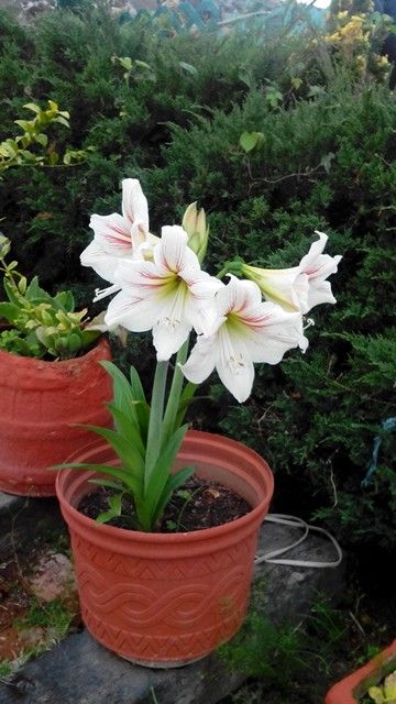 Flores de San Jos&eacute;: belleza natural para tu jard&iacute;n