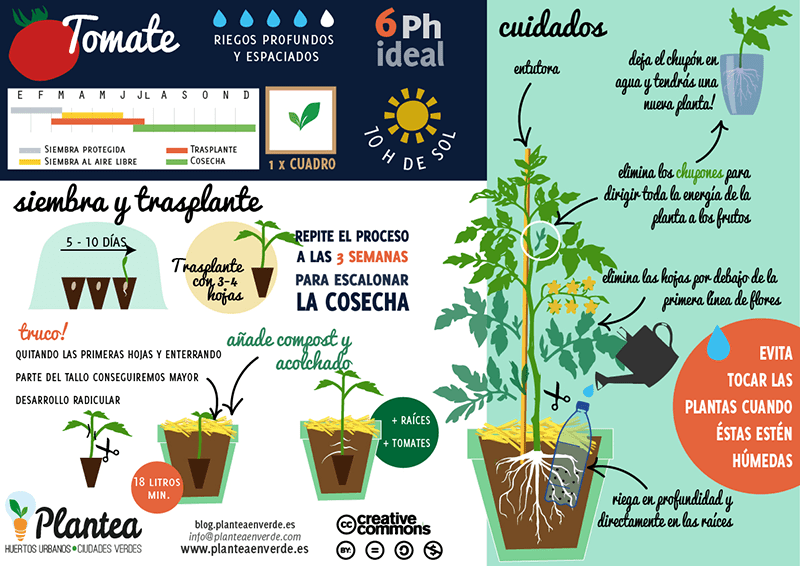 Herramientas para plantar tomates: consejos y recomendaciones