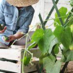 La Distancia de Siembra y Cultivo de Pepinos: Guía Práctica para una Cosecha Exitosa La Distancia Ideal Entre Surcos de Patatas: Consejos Prácticos Para un Cultivo Exitoso