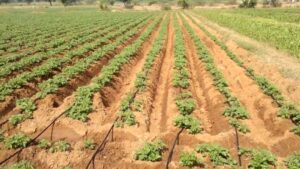 <center>Todoagrario: Especialistas en agricultura</center>