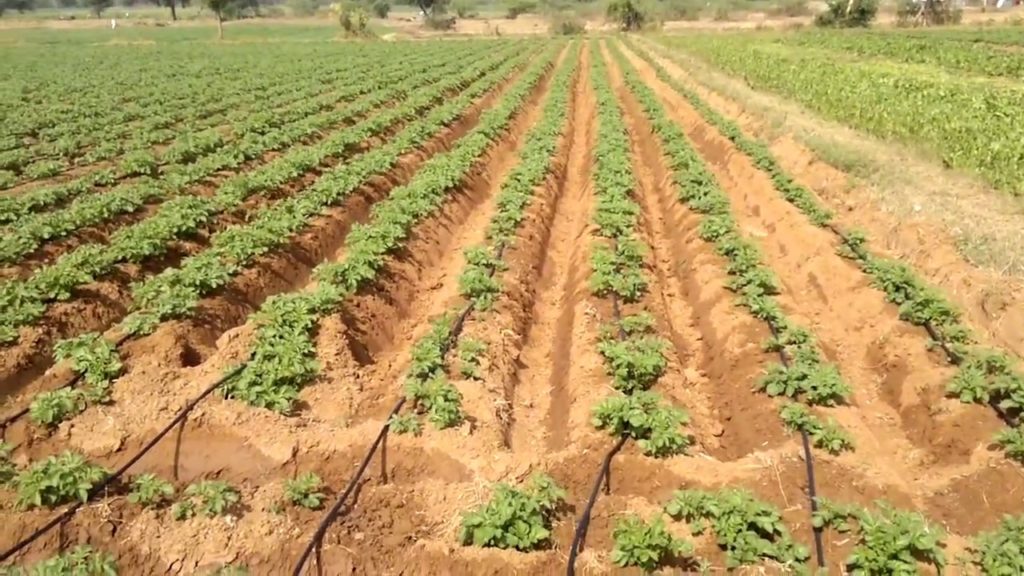 La Distancia Ideal Entre Surcos de Patatas: Consejos Prácticos Para un Cultivo Exitoso