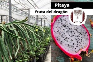 <center>Todoagrario: Especialistas en agricultura</center>