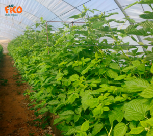 <center>Todoagrario: Especialistas en agricultura</center>