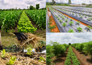 <center>Todoagrario: Especialistas en agricultura</center>