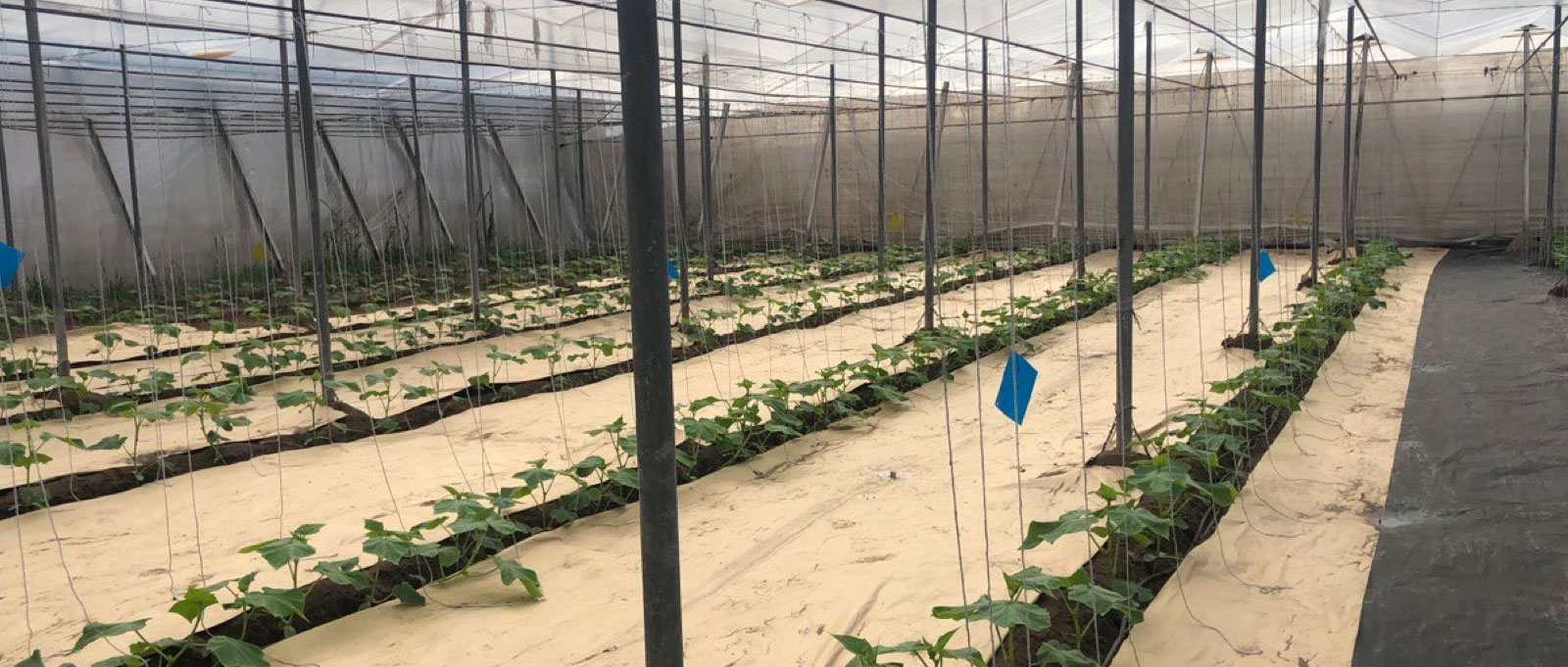 Maximiza tu producci&oacute;n con el marco de plantaci&oacute;n de calabac&iacute;n