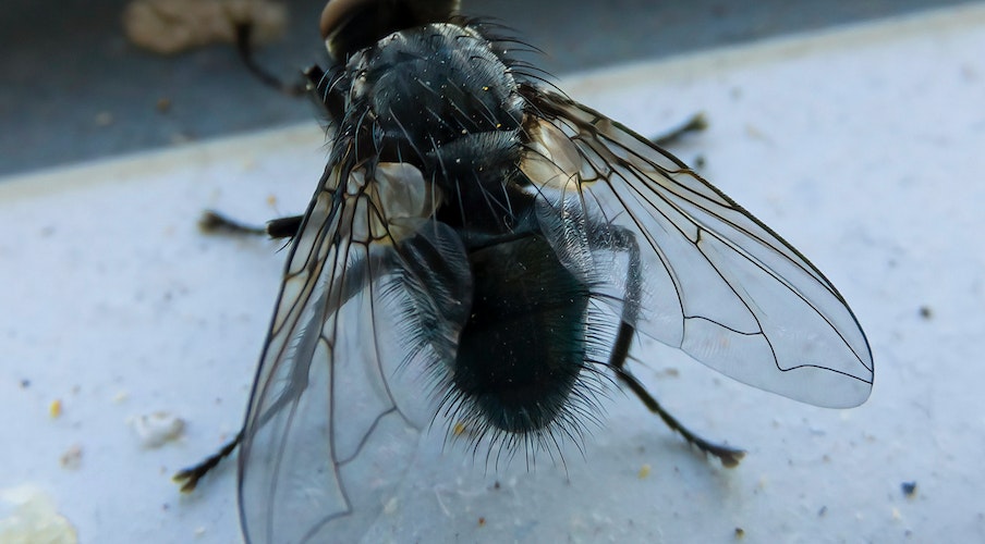 Nido de moscas en la persiana: c&oacute;mo evitarlo