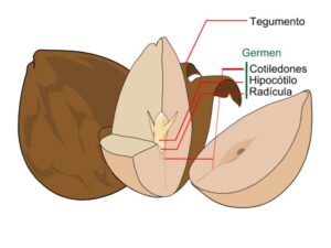 <center>Todoagrario: Especialistas en agricultura</center>