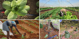 <center>Todoagrario: Especialistas en agricultura</center>