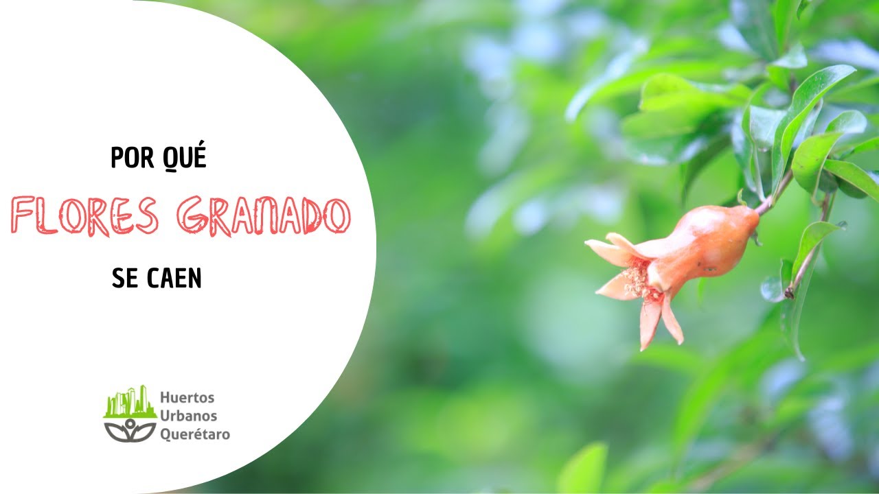 Por Qu&eacute; no Cuajan las Flores del Granado: Causas y Soluciones