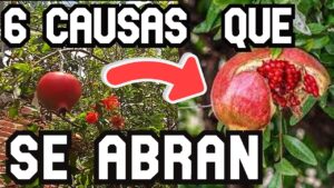 <center>Todoagrario: Especialistas en agricultura</center>
